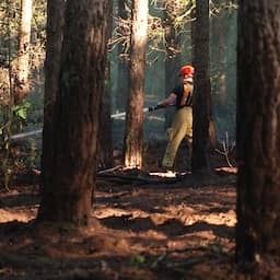 Video | Limburgse brandweer bestrijdt bosbrand bij Helden