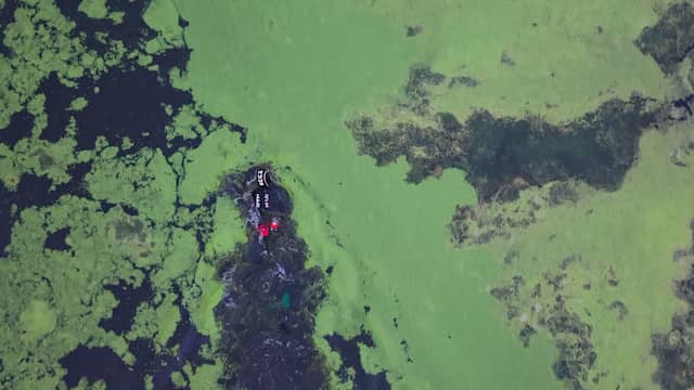 Van der Weijden begint aan allerlaatste grote zwemtocht