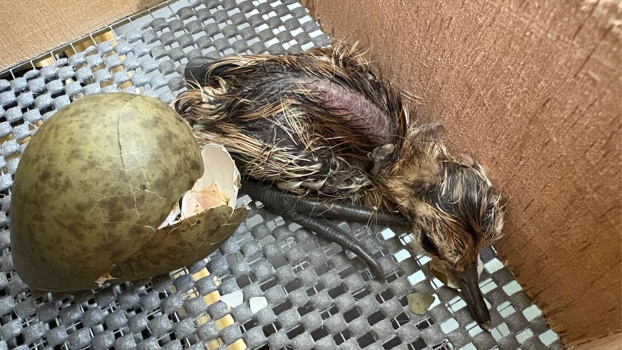 Meer dan 50 gruttokuikens uit nesten met lage slagingskans geboren in vogelpark