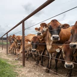 Canada bans Texas livestock after flesh-eating screwworm outbreak