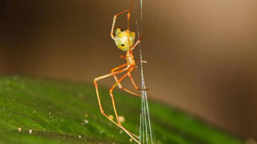 Nieuw ontdekte spin in Australië schiet web als katapult af om prooi te vangen