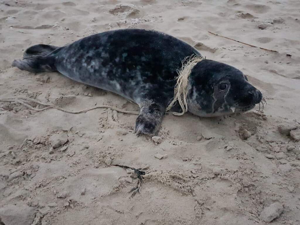 Aantal meldingen over verstrikte zeehonden verelfvoudigd, oorzaak onbekend