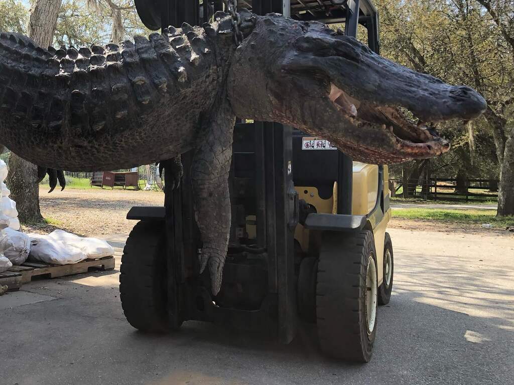 Hondenpenningen en schildpadschilden aangetroffen in alligatormaag VS
