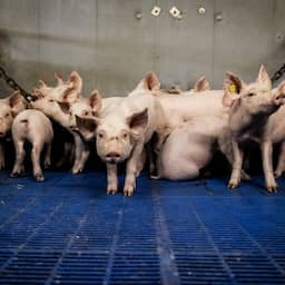 Na druk Kamer 'streeft' Wiersma naar stroomstootverbod in veehouderij per 2026