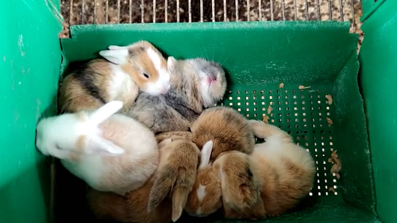 Video | NVWA neemt honderden verwaarloosde konijnen en honden in bewaring