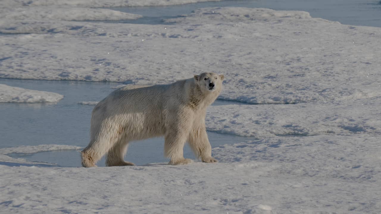 Man moet 4.500 euro betalen voor wakker maken van ijsbeer op Spitsbergen