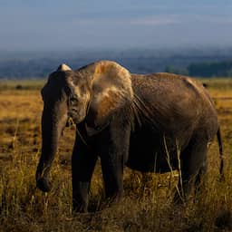Vijftien olifanten in maand tijd overleden in Kenia, deel was gedeeltelijk verlamd