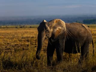 Vijftien olifanten in maand tijd overleden in Kenia, deel was gedeeltelijk verlamd