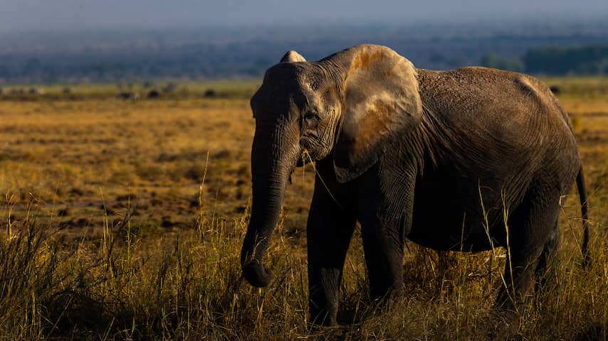 Vijftien olifanten in maand tijd overleden in Kenia, deel was gedeeltelijk verlamd