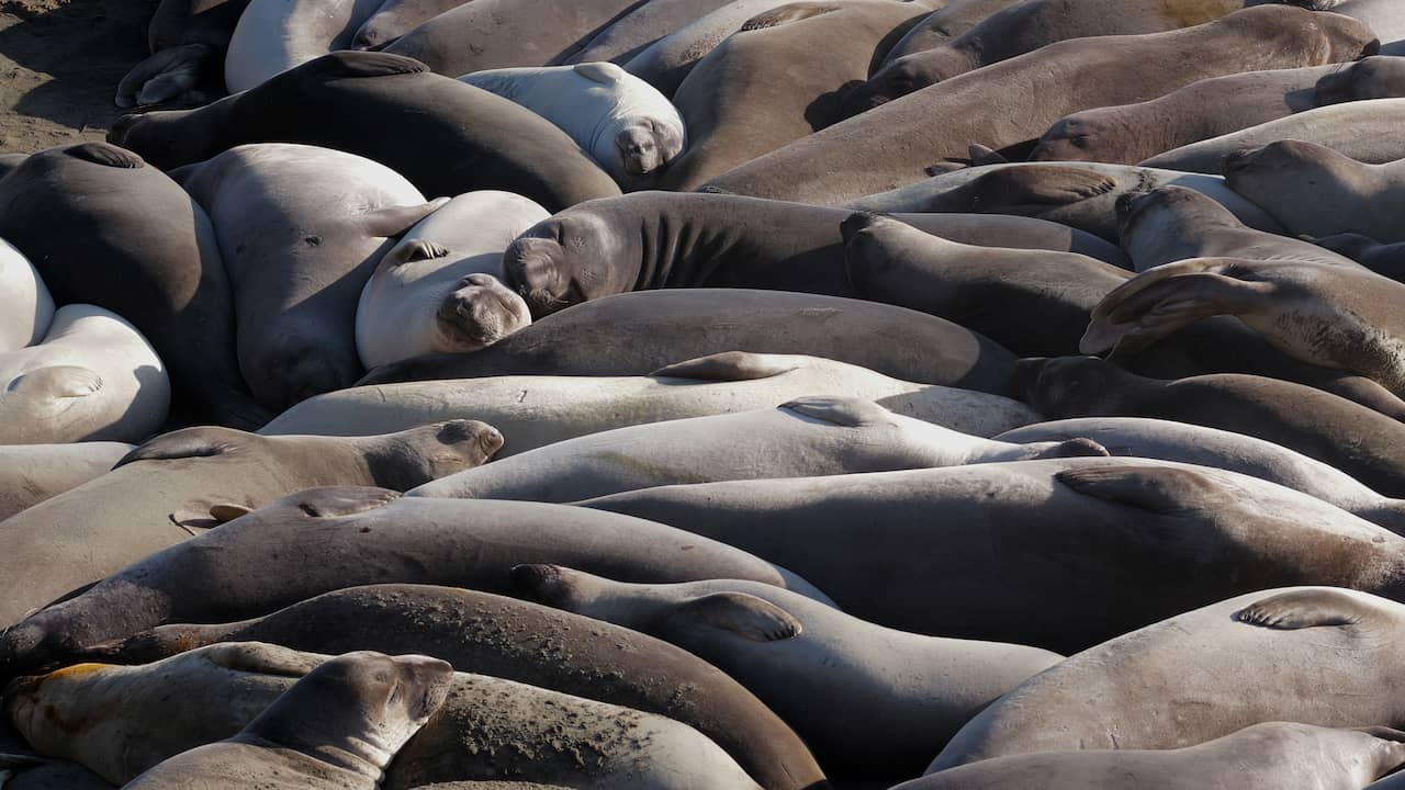 Aantal zeeolifanten in belangrijkste leefgebied flink gedaald door vogelgriep