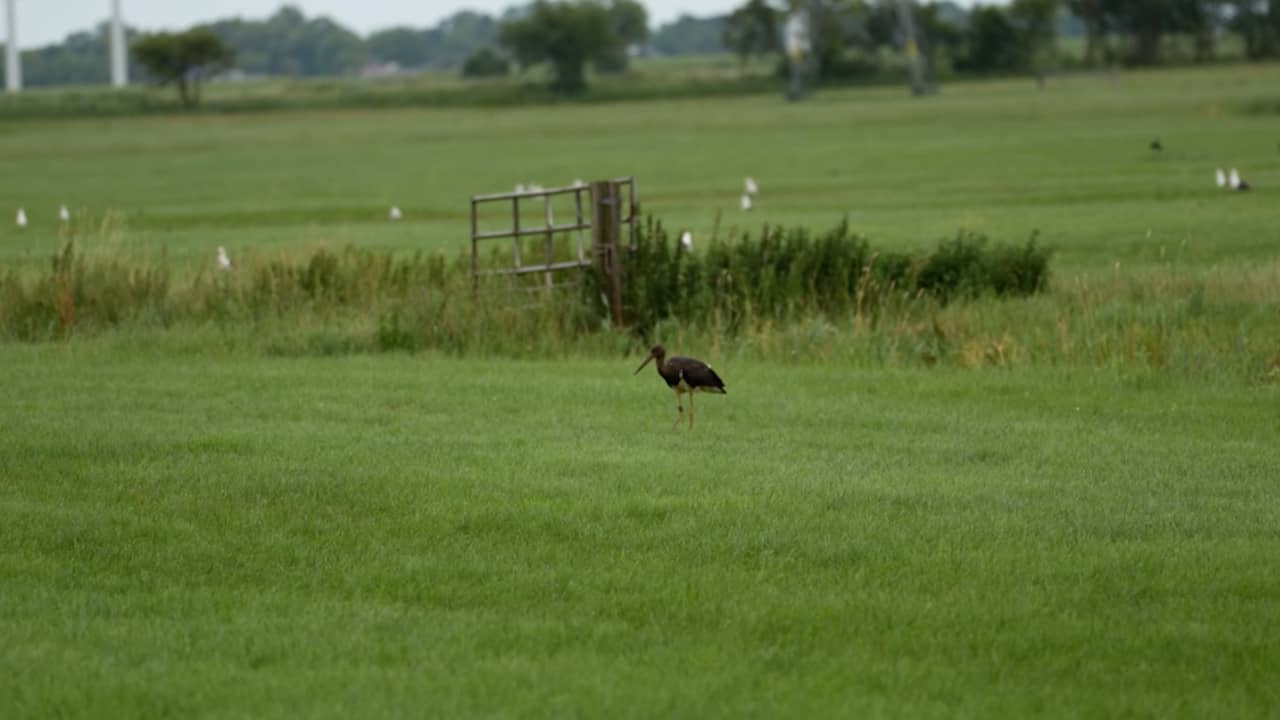 Video | Zeldzame zwarte ooievaar gespot in Gronings dorp Feerwerd