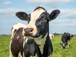Boeren komen met alternatief stikstofplan, maar minister wijst het af