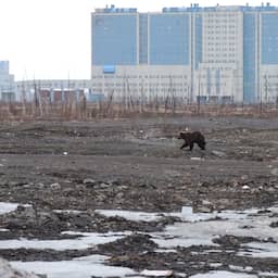 Vrouw in Siberië gedood door bruine beer, zevende slachtoffer deze maand