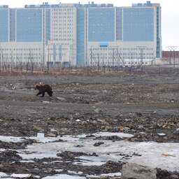 Vrouw in Siberië gedood door bruine beer, zevende slachtoffer deze maand