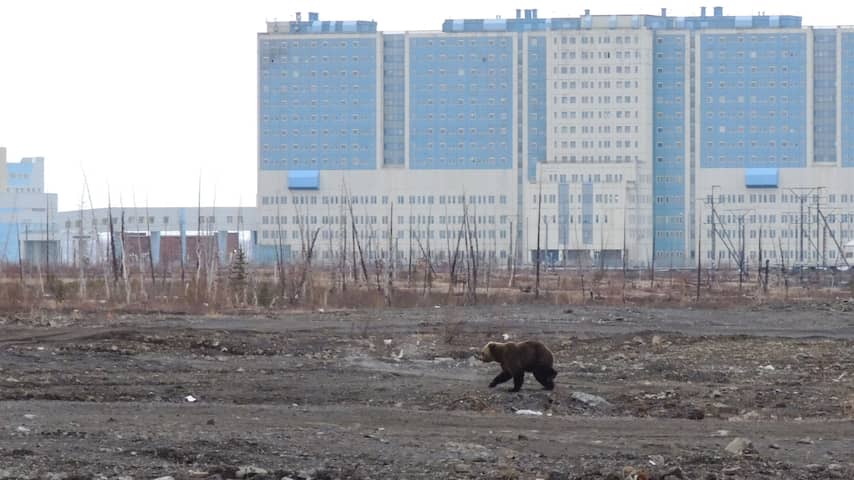 Foto bij Vrouw in Siberië gedood door bruine beer, zevende slachtoffer deze maand