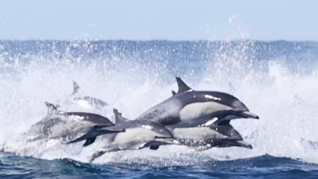 Drone filmt school van duizenden dolfijnen voor kust van VS