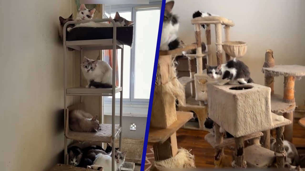 Tientallen verwaarloosde katten gevonden in Frans appartement
