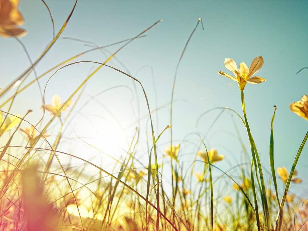 Weerbericht: Ochtend begint fris, later flinke zon met weinig wind