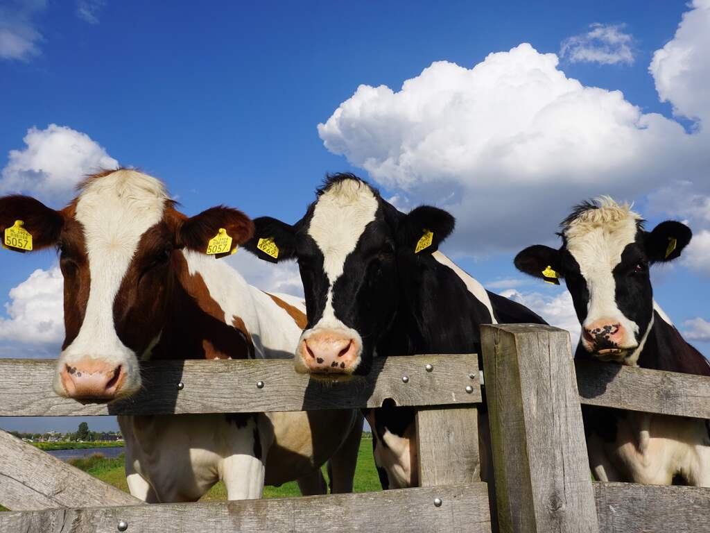 Vrijdag 26 april: Drie koeien op een rij poseren in een zonnig Zuid-Holland.