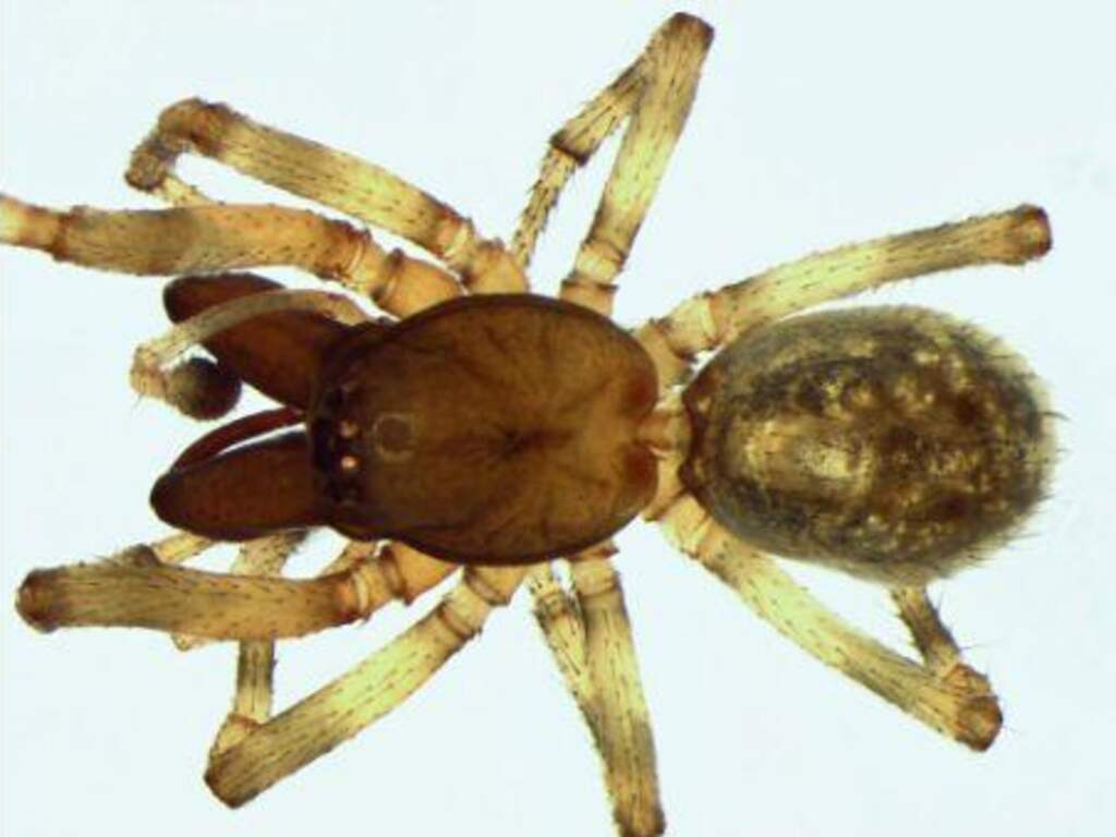 Mediterrane spin met tandkaken vestigt zich aan Nederlandse en Belgische kust