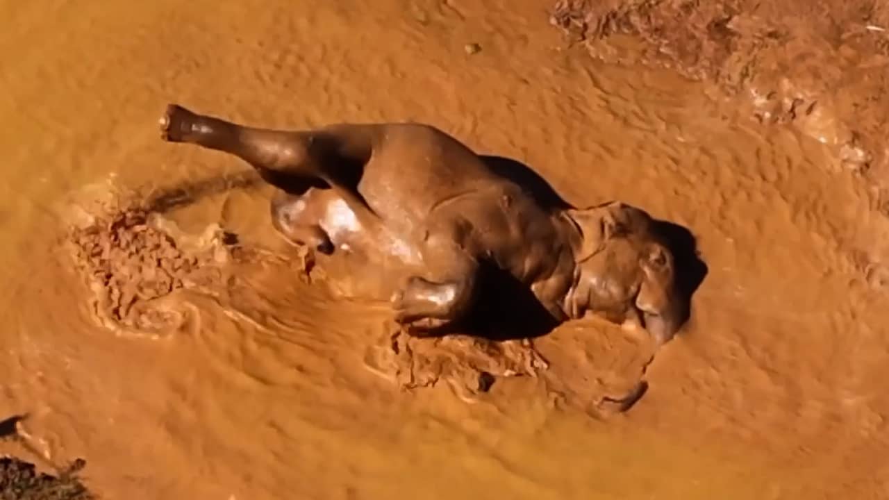 Video | Olifanten bereiden zich met modderbad voor op hittegolf in Australië