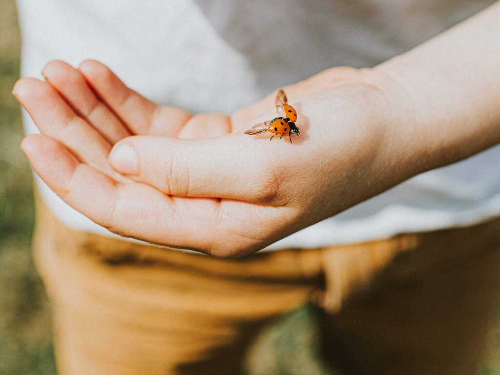 Waar komen al die lieveheersbeestjes op af?
