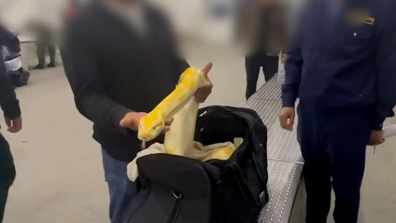 enorme tijgerpython in oosterbeek stelt experts voor... Man probeert tijgerpython te smokkelen langs Oezbeekse douane | NU.nl