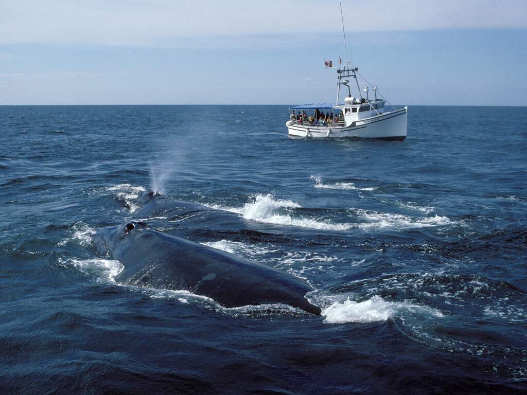 Bedreigde walvissoort zwemt noodgedwongen vaker buiten beschermd gebied