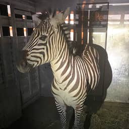 Ontsnapte zebra weer gevangen na zes dagen rondzwerven in Washington