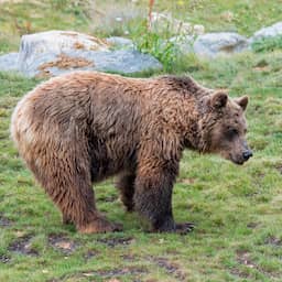 Italiaanse beer die vorig jaar hardloper doodde verhuist naar Duits reservaat