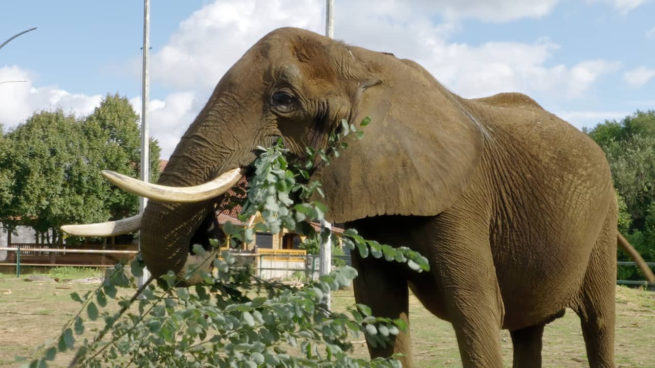 Olifant uit circus wordt overgebracht naar Europa's eerste grootschalige opvang