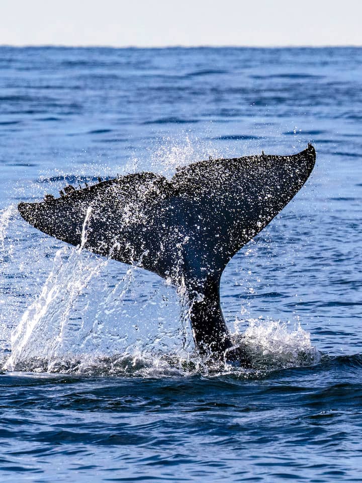 Orka’s laten twee zeilboten zinken bij Lissabon