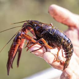 Waterschap Delfland is wachten zat en gaat schadelijke rivierkreeften zelf vangen