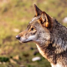 Gelderland wil wolf doodschieten die over rasters sprong en schapen doodde