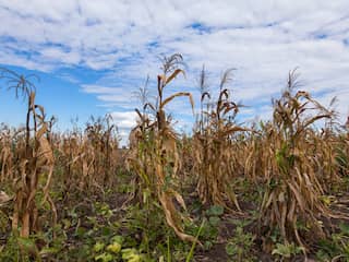 Landbouwprijzen stijgen snel door oorlog en extreem weer
