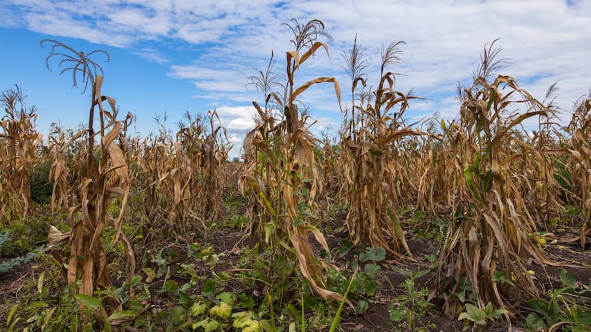 Landbouwprijzen stijgen snel door oorlog en extreem weer