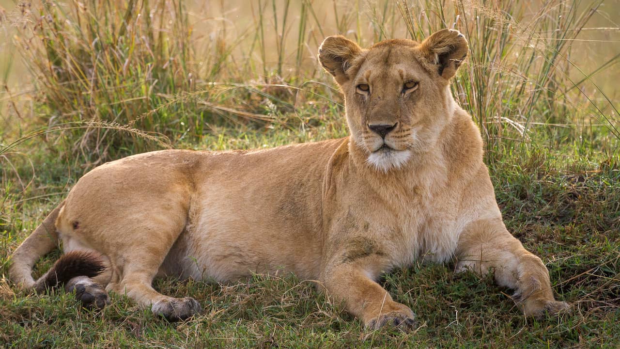 Leeuwin doodt man die haar verblijf in Braziliaanse dierentuin binnendringt