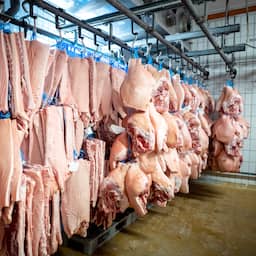 China komt met forse importheffing op Europees varkensvlees die ook Nederland raakt
