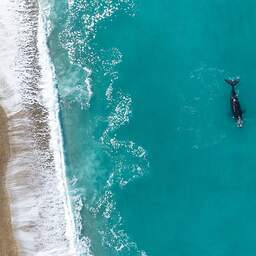 Tientallen dode babywalvissen aangespoeld op stranden in Patagonië