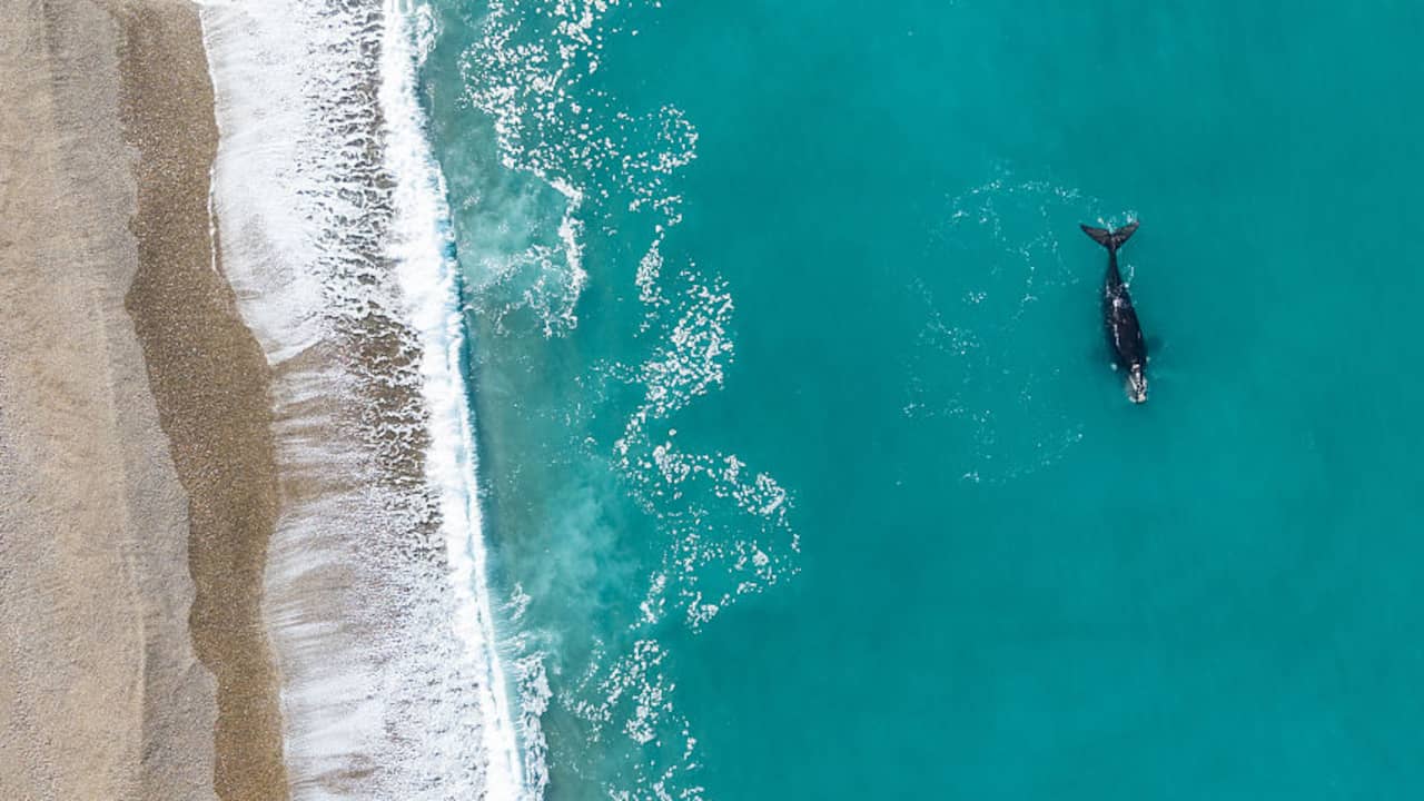 Tientallen dode babywalvissen aangespoeld op stranden in Patagonië
