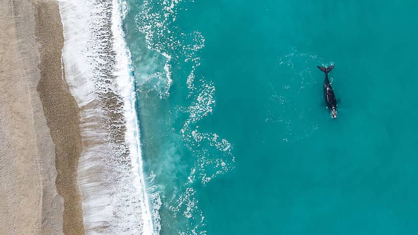 Tientallen dode babywalvissen aangespoeld op stranden in Patagonië