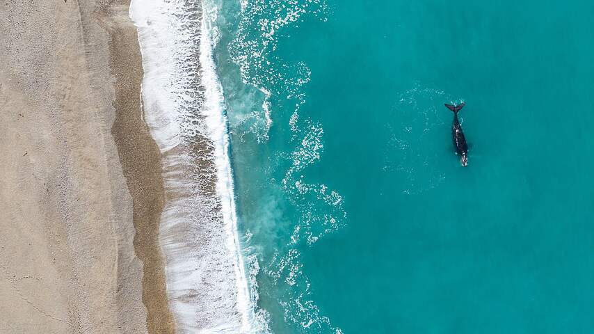 Foto bij Tientallen dode babywalvissen aangespoeld op stranden in Patagonië