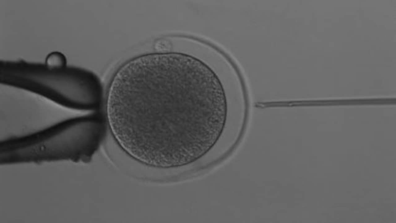 Wetenschappers maken eerste embryo's van kangoeroes met ivf-behandeling