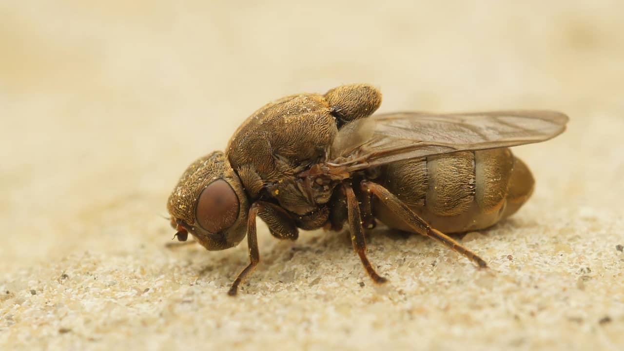 Grote rietsigaargalvlieg is Insect van het Jaar: 'Oplosser van insectenwoningnood'