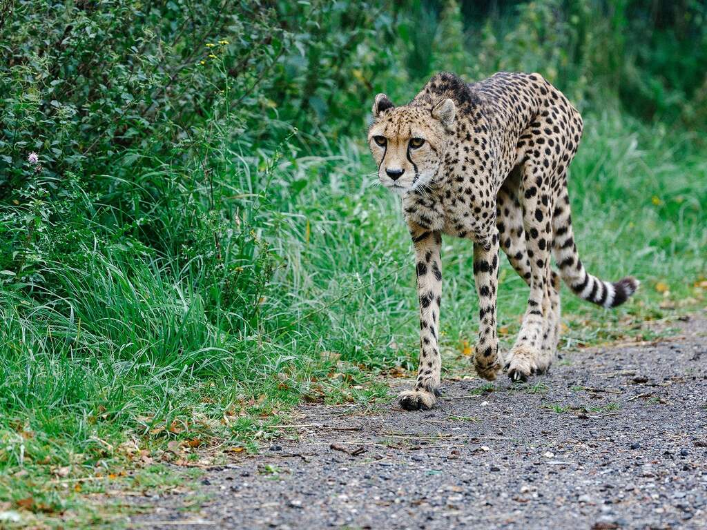 Jachtluipaard of Cheeta in Beekse bergen
