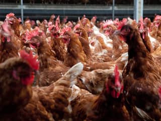Boeren hoeven niet te vrezen dat natuurvergunningen massaal worden geschrapt