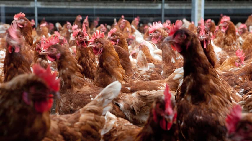Boeren hoeven niet te vrezen dat natuurvergunningen massaal worden geschrapt