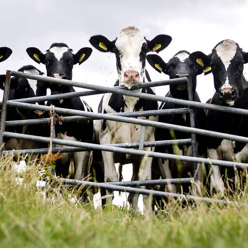 Illustratie bij: Antibioticagebruik in Nederlandse veehouderij opnieuw gedaald