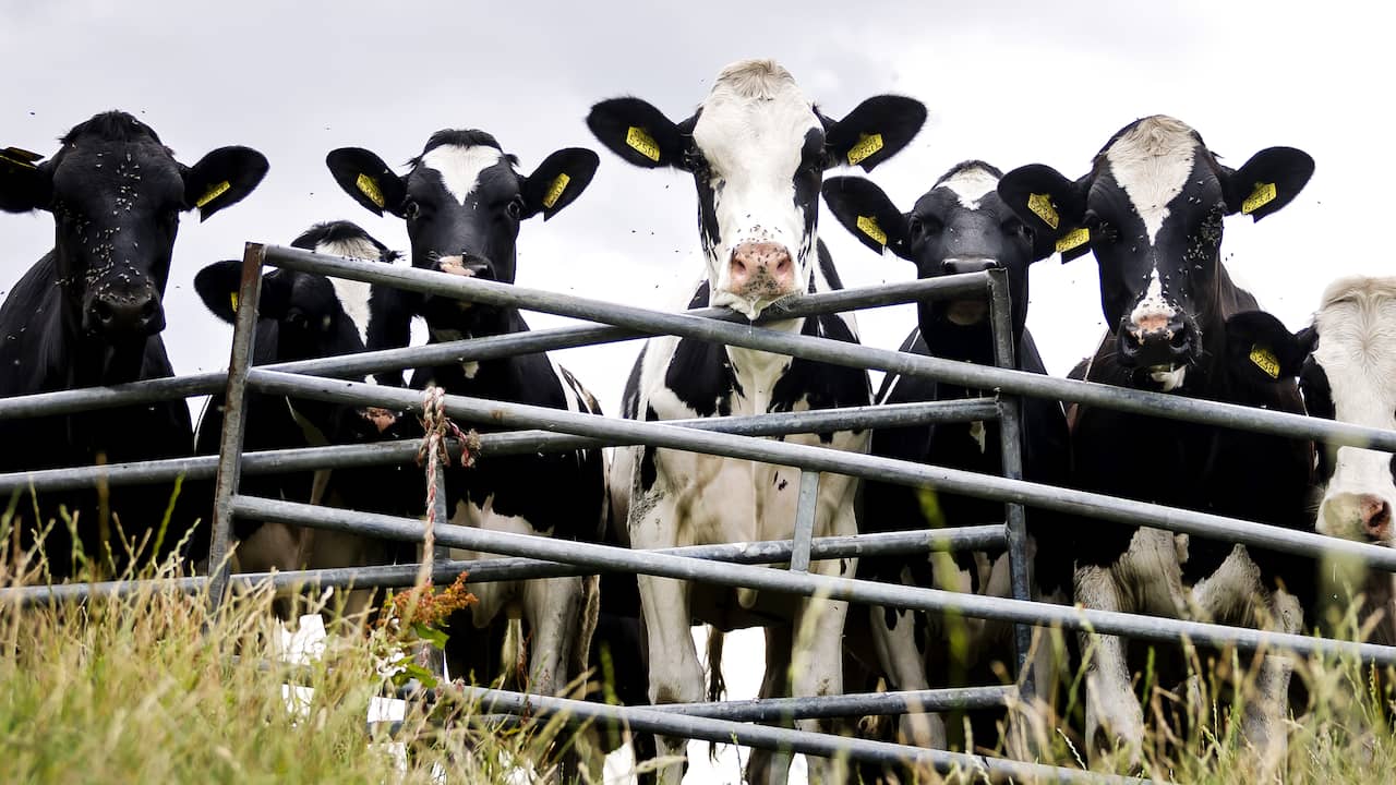 Antibioticagebruik in Nederlandse veehouderij opnieuw gedaald
