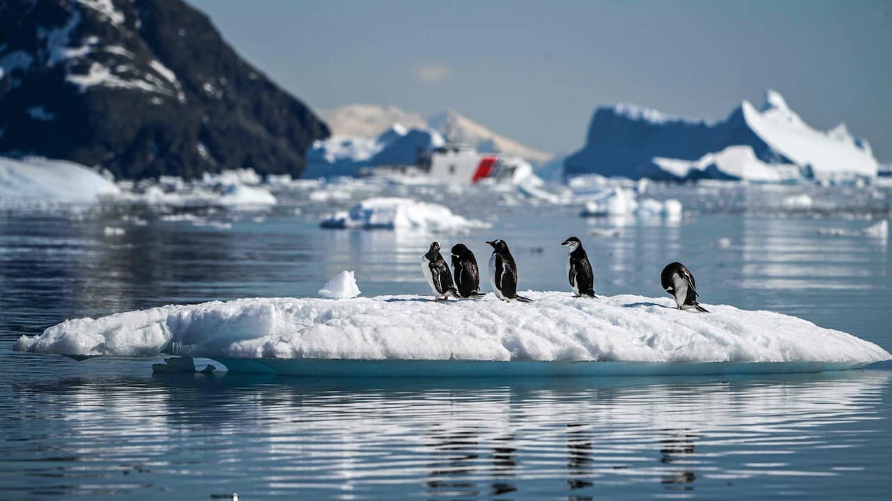 's Werelds grootste pinguïnkolonie lijdt aan 'alarmerende' afname aantal pinguïns